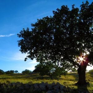shade-tree